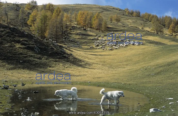 : Herd of sheep in autumn PN Mercantour France : Herd of sheep in autumn PN Mercantour France