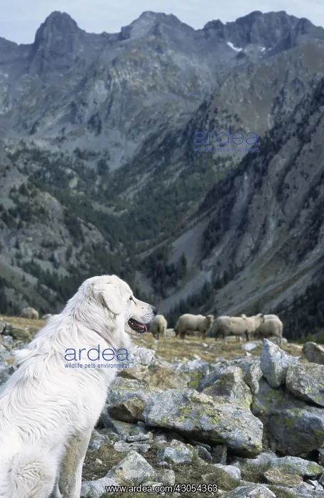 : Herd of sheep in autumn PN Mercantour France : Herd of sheep in autumn PN Mercantour France