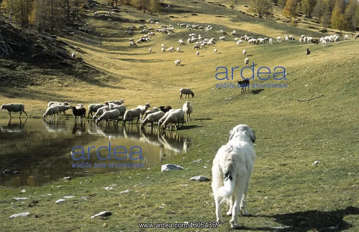 : Herd of sheep in autumn PN Mercantour France : Herd of sheep in autumn PN Mercantour France