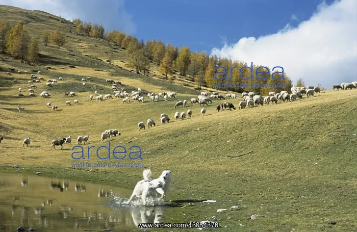 : Herd of sheep in autumn PN Mercantour France : Herd of sheep in autumn PN Mercantour France