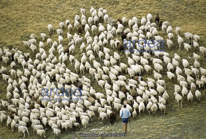 : Herd of sheep in autumn PN Mercantour France : Herd of sheep in autumn PN Mercantour France