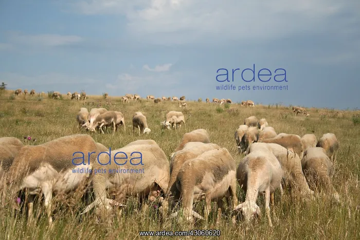 : Herd of Sheep on the Causse in Lozere : Herd of Sheep on the Causse in Lozere