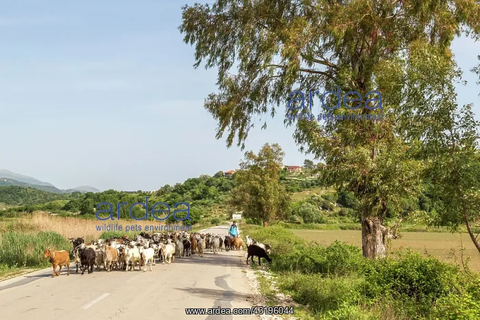 : Herd of sheep on a country road, Vlora, Albania : Herd of sheep on a country road, Vlora, Albania