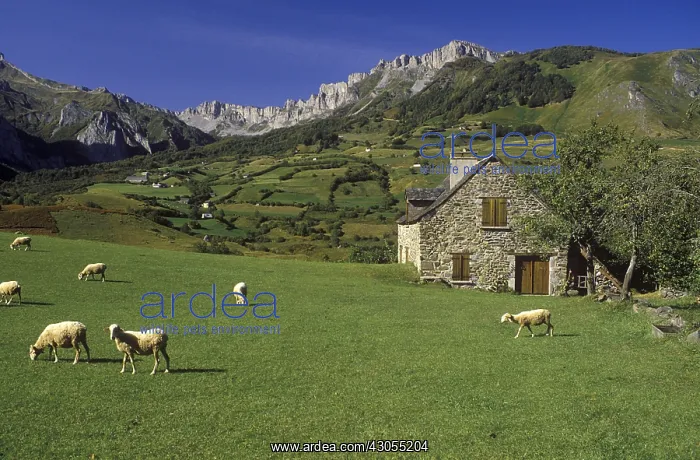 : Herd of sheep in Lescun Aspe valley : Herd of sheep in Lescun Aspe valley