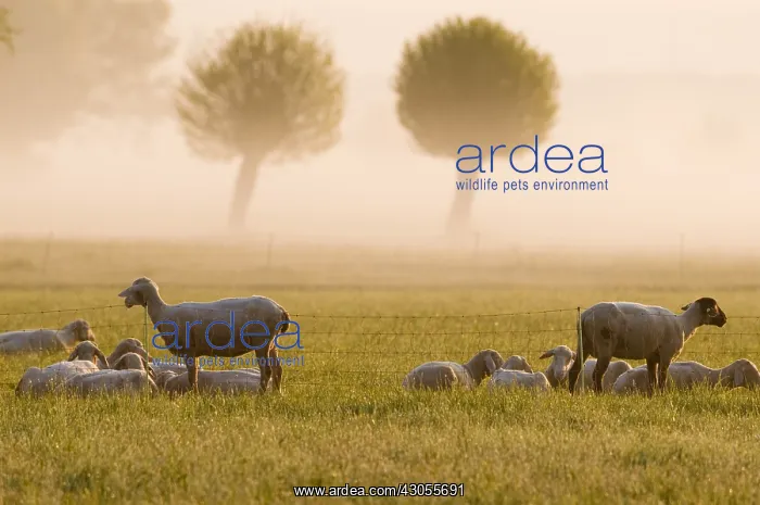 : Herd of Sheep in a meadow in the morning in Bavaria : Herd of Sheep in a meadow in the morning in Bavaria