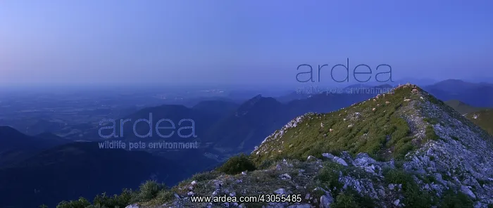 : Herd of Sheep on the peak signal Bassia : Herd of Sheep on the peak signal Bassia