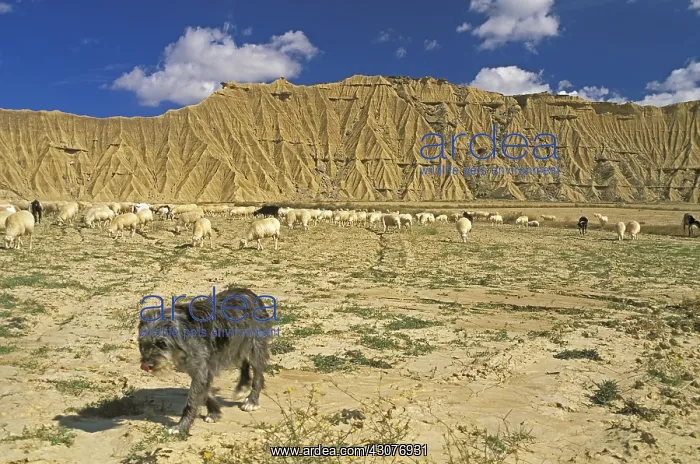 : Herd of sheep and shepherd dog Navarre Spain : Herd of sheep and shepherd dog Navarre Spain