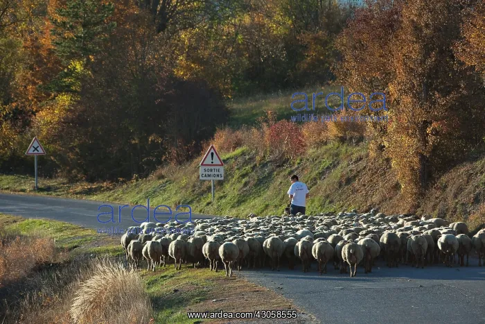 : Herd of sheep and shepherd Thorame France : Herd of sheep and shepherd Thorame France