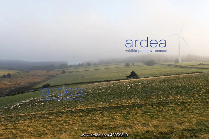 : Herd of Sheep and wind Plateau Millevaches France : Herd of Sheep and wind Plateau Millevaches France