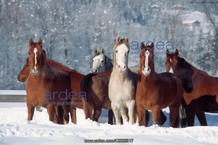  : Herd of Spanish Arabian horses in deep snow, mares