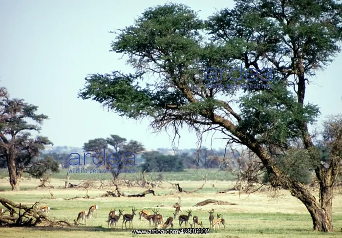 : Herd of springbok resting in shade of camelthorn : Herd of springbok resting in shade of camelthorn