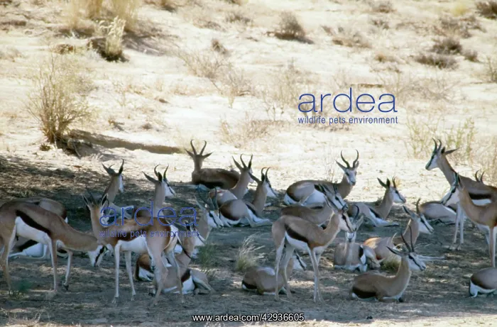 : Herd of springbok resting in shade at midday : Herd of springbok resting in shade at midday