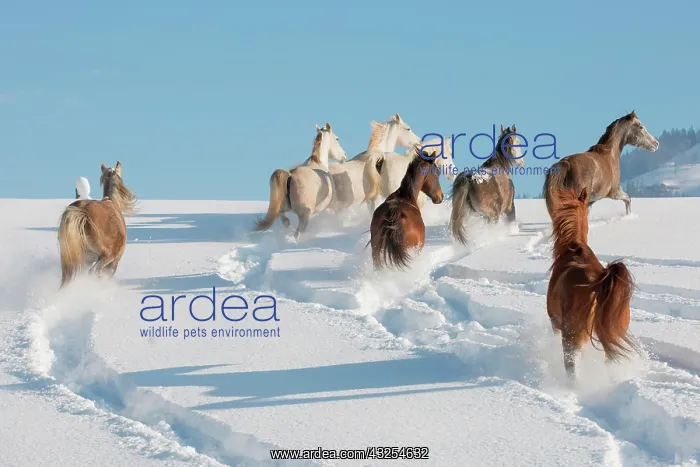 : Herd of thoroughbred Arabian mares in the snow : Herd of thoroughbred Arabian mares in the snow