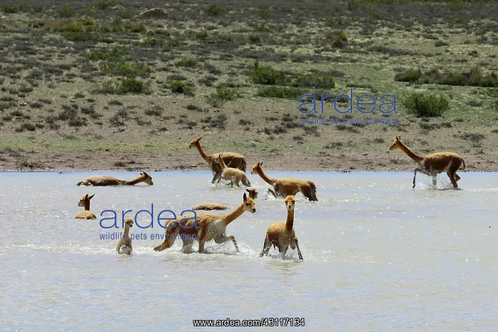 : Herd of (Vicugna vicugna ) in the water of a lagoon : Herd of (Vicugna vicugna ) in the water of a lagoon
