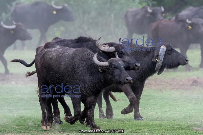  : Herd of Water buffalo (Bubalus bubalis), Lake Kerkini