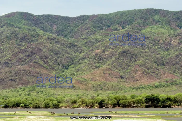 : Herd of Waterbuck on sandbanks in Zasmbesi River : Herd of Waterbuck on sandbanks in Zasmbesi River