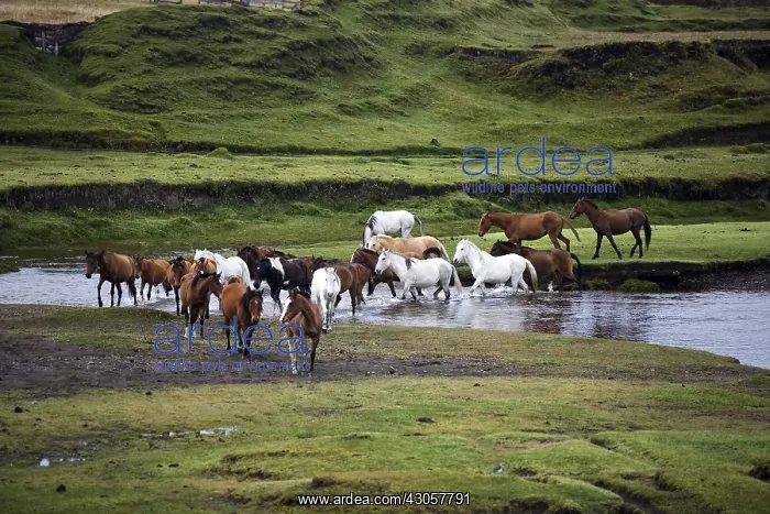 : Herd of wild Horses crossing a river Ecuador : Herd of wild Horses crossing a river Ecuador
