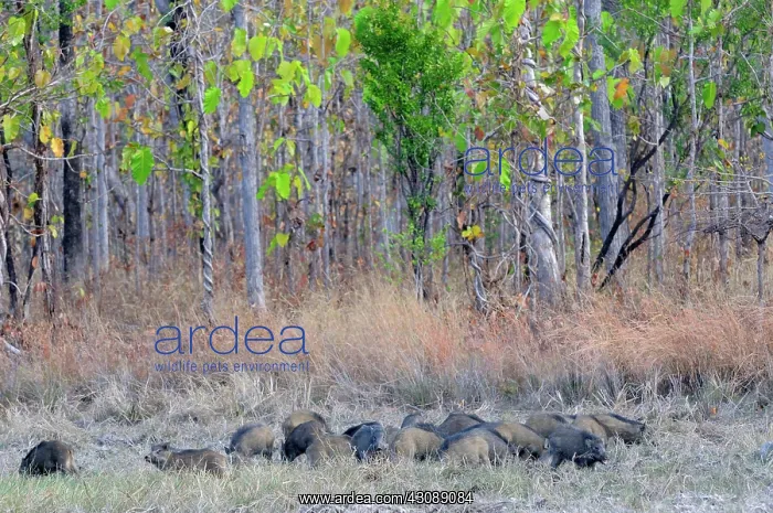 : Herd of Wild Pigs : Herd of Wild Pigs