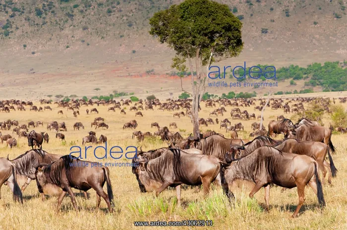 : Herd of wildebeest (Connochaetes taurinus) : Herd of wildebeest (Connochaetes taurinus)