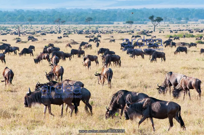 : Herd of wildebeest (Connochaetes taurinus) : Herd of wildebeest (Connochaetes taurinus)
