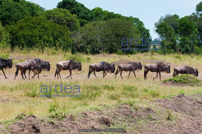 : Herd of wildebeest (Connochaetes taurinus) : Herd of wildebeest (Connochaetes taurinus)