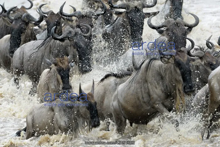 : Herd of Wildebeest crossing the Mara River : Herd of Wildebeest crossing the Mara River