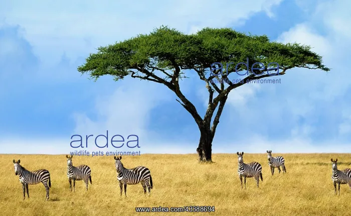 : Herd of zebras in a national park in Tanzania, portraits : Herd of zebras in a national park in Tanzania, portraits