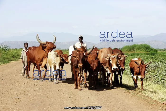 : Herd of Zebus - with man : Herd of Zebus - with man