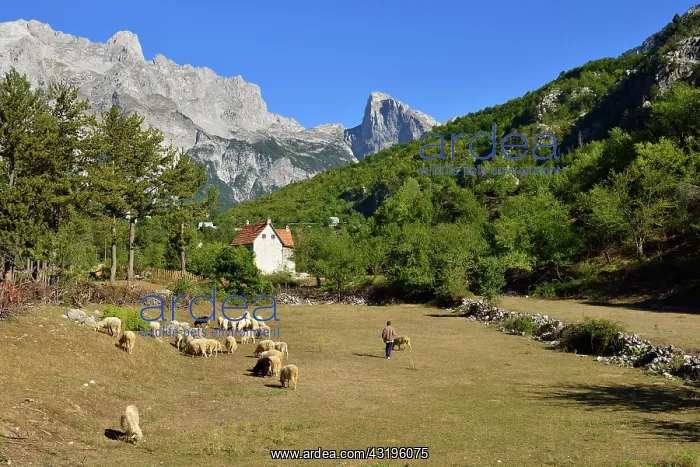 : Herder with sheep in Theth or Thethi valley, Theth : Herder with sheep in Theth or Thethi valley, Theth