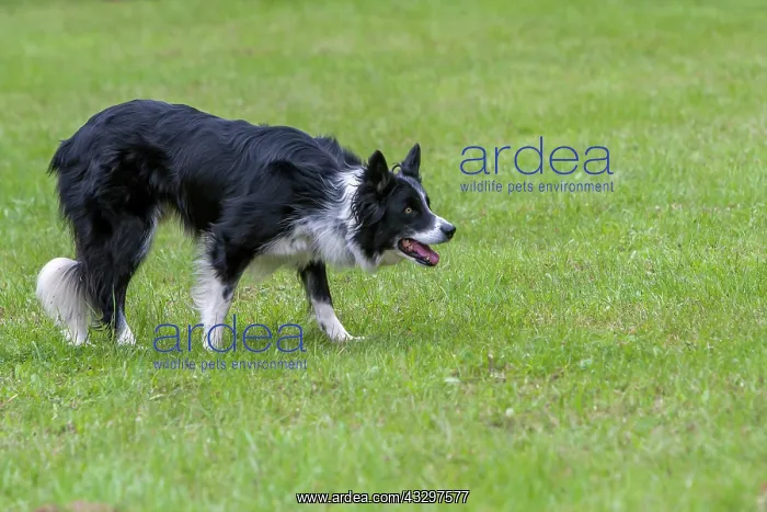 : Herding dog, Border Collie breed, Rhineland-Palatinate : Herding dog, Border Collie breed, Rhineland-Palatinate