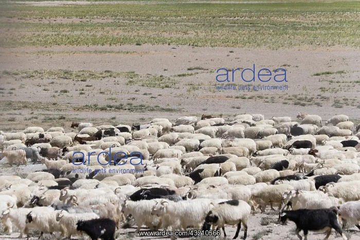  : Herding sheep in the Himalayas, Taglangla
