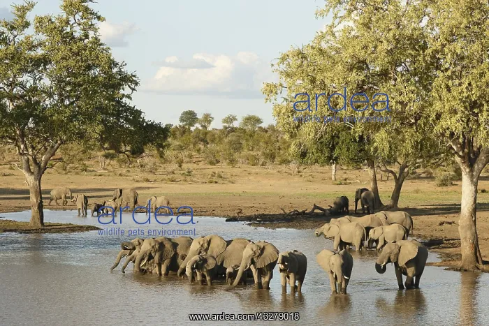 : Herds of African Elephants (Loxodonta africana) : Herds of African Elephants (Loxodonta africana)