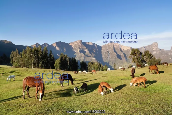 : Herds grazing near the village of Amiwalka : Herds grazing near the village of Amiwalka