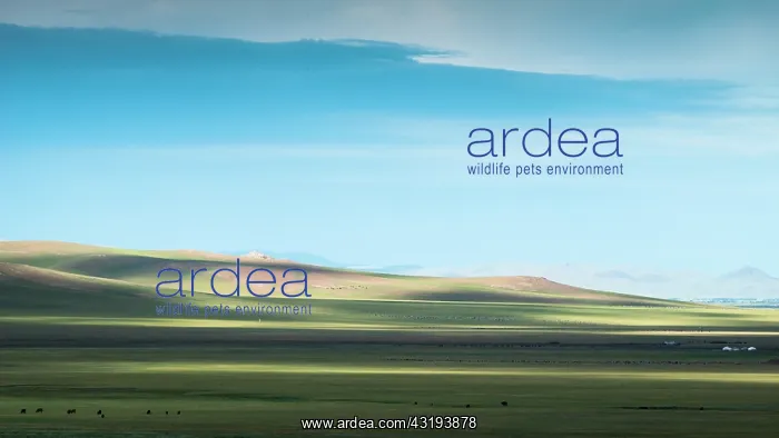 : Herds and herders on the site of Tsaritsyn Ereg : Herds and herders on the site of Tsaritsyn Ereg