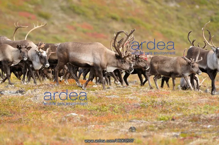 : Herds of reindeer bred Alaska USA : Herds of reindeer bred Alaska USA