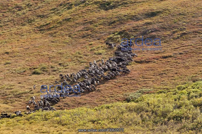: Herds of reindeer bred parole Alaska USA : Herds of reindeer bred parole Alaska USA