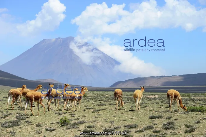 : Herds of (Vicugna vicugna) off Misti Volcano, Salinas : Herds of (Vicugna vicugna) off Misti Volcano, Salinas