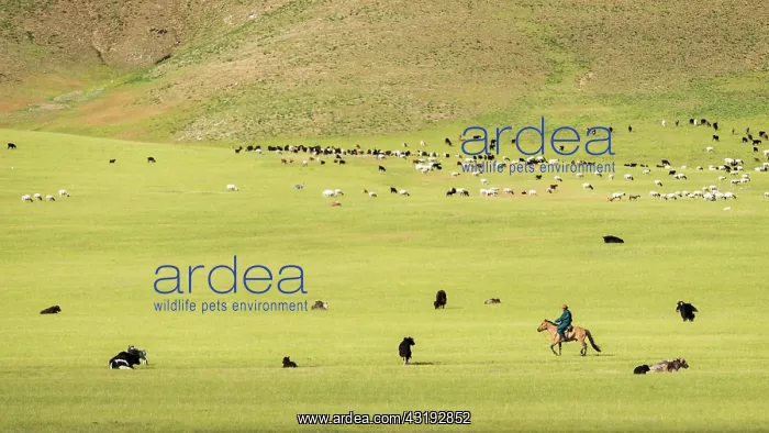 : Herdsman cattle riding, Valley High Tamer - Site : Herdsman cattle riding, Valley High Tamer - Site