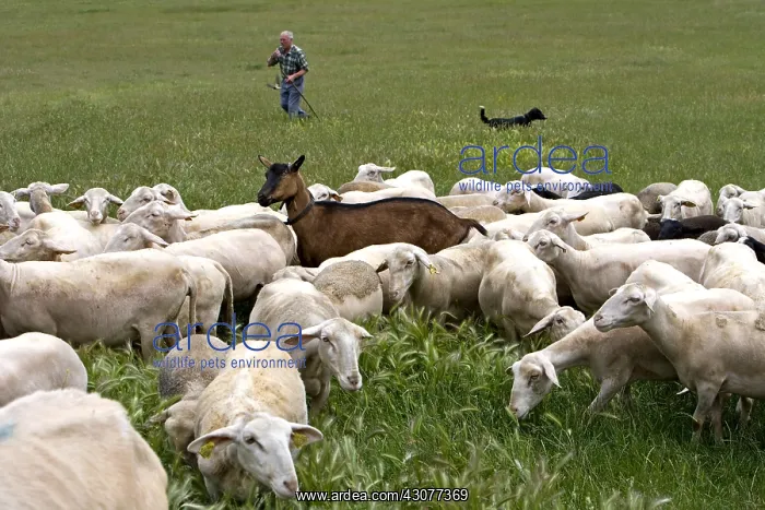 : Herdsman and his flock of goats and sheep France : Herdsman and his flock of goats and sheep France