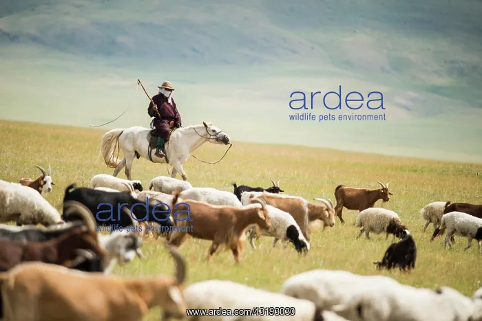 : Herdsman goats riding, Province Khevsgel - Mongolia : Herdsman goats riding, Province Khevsgel - Mongolia