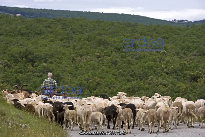 : Herdsman guiding his flock on a road France : Herdsman guiding his flock on a road France
