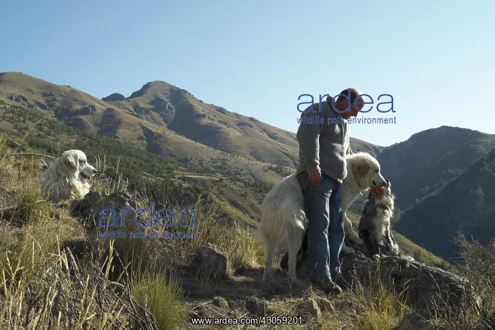 : Herdsman and Sheepdogs in mountain Mercantour NP : Herdsman and Sheepdogs in mountain Mercantour NP