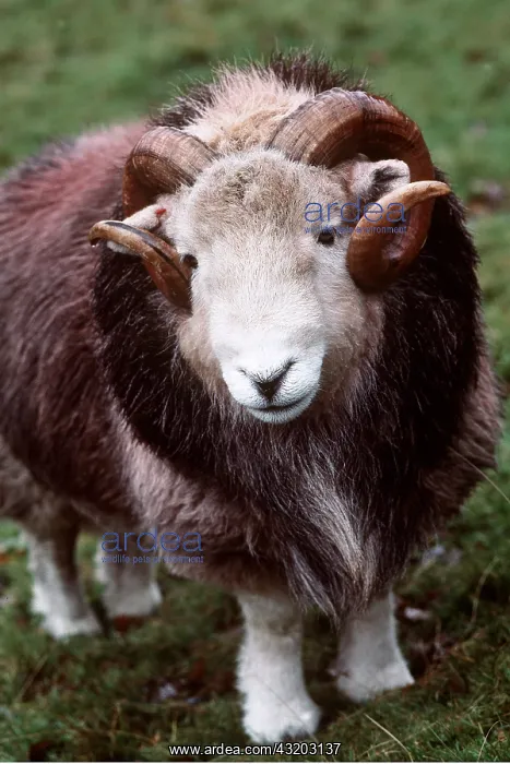 : HERDWICK SHEEP : HERDWICK SHEEP