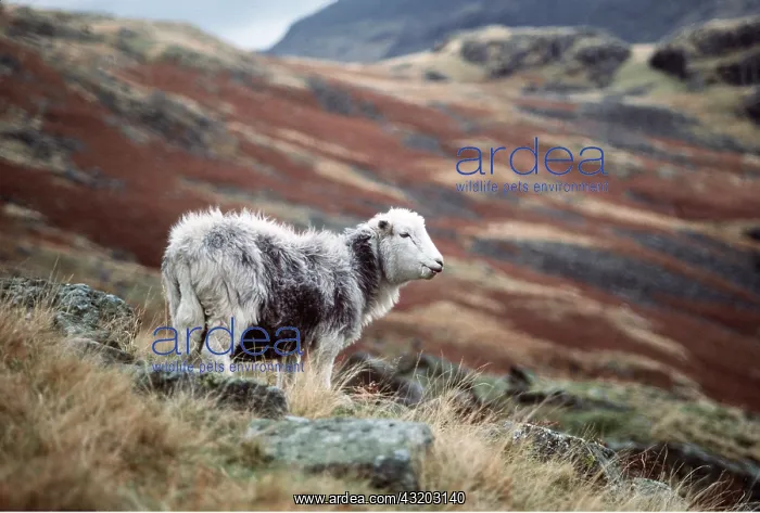  : HERDWICK SHEEP