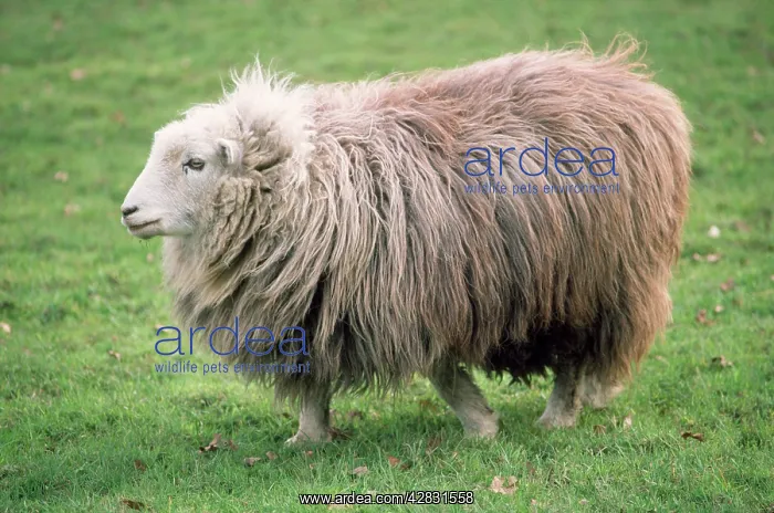 : Herdwick Sheep - female : Herdwick Sheep - female