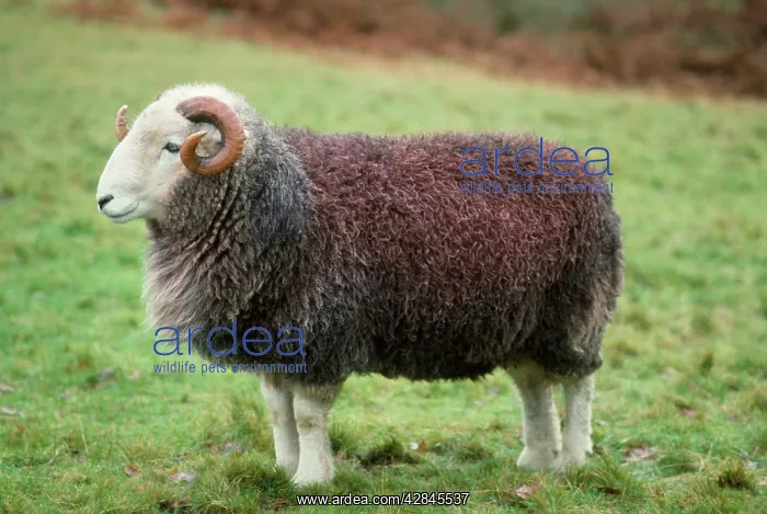  : Herdwick Sheep - ram