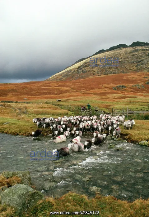 : Herdwick Sheep and Shepherd : Herdwick Sheep and Shepherd