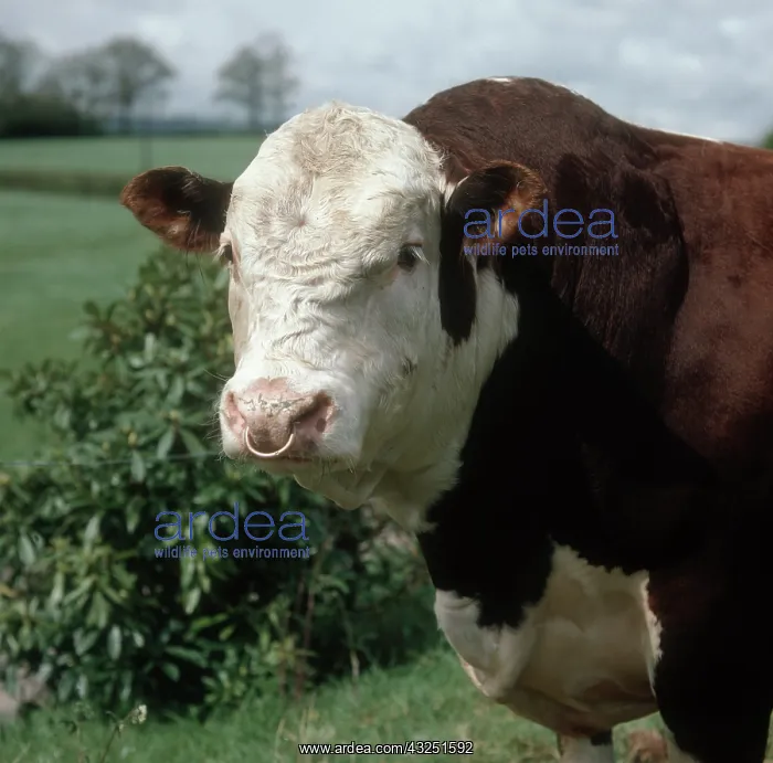: Hereford bull : Hereford bull