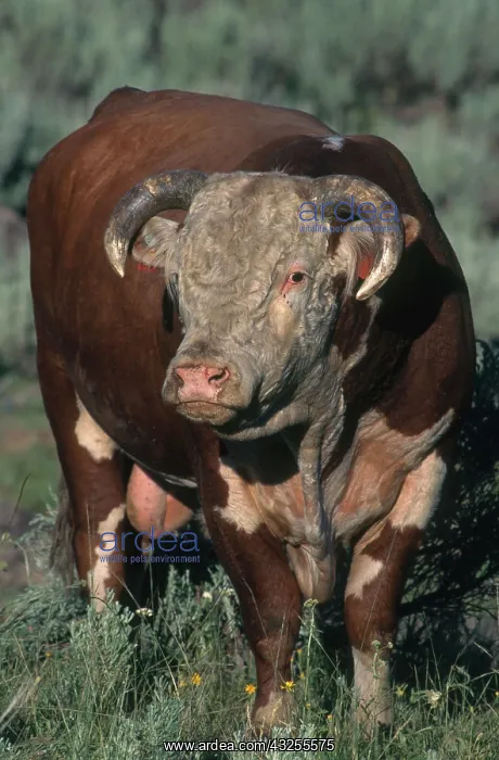 : Hereford Bull : Hereford Bull
