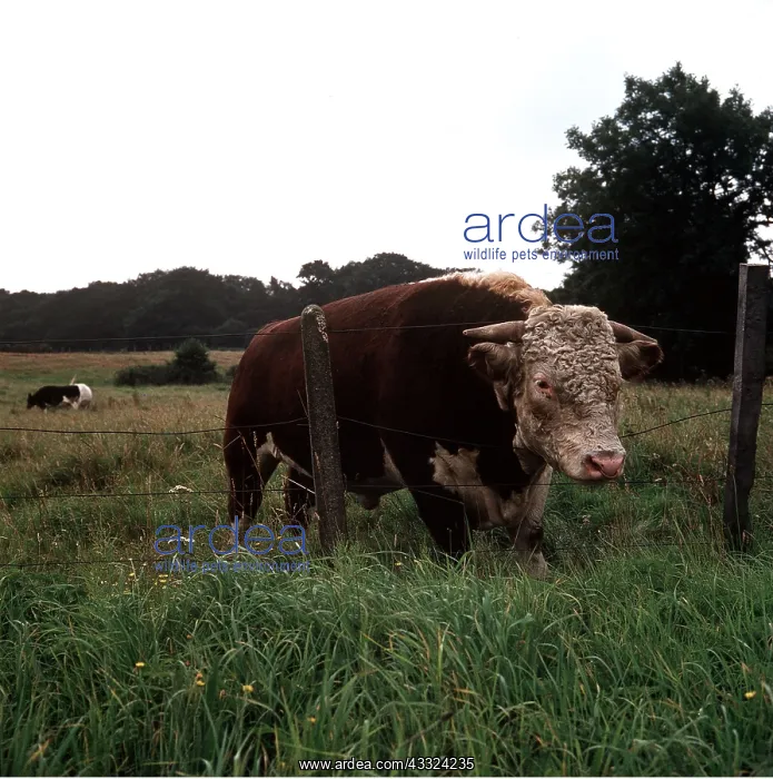 : HEREFORD BULL - Head through fence : HEREFORD BULL - Head through fence